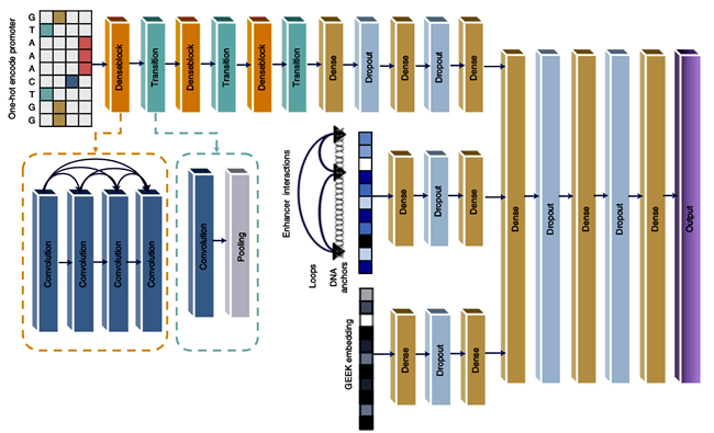 Nankai Research Team Makes Important Progress Predicting Gene Expression Interpreting Non-coding